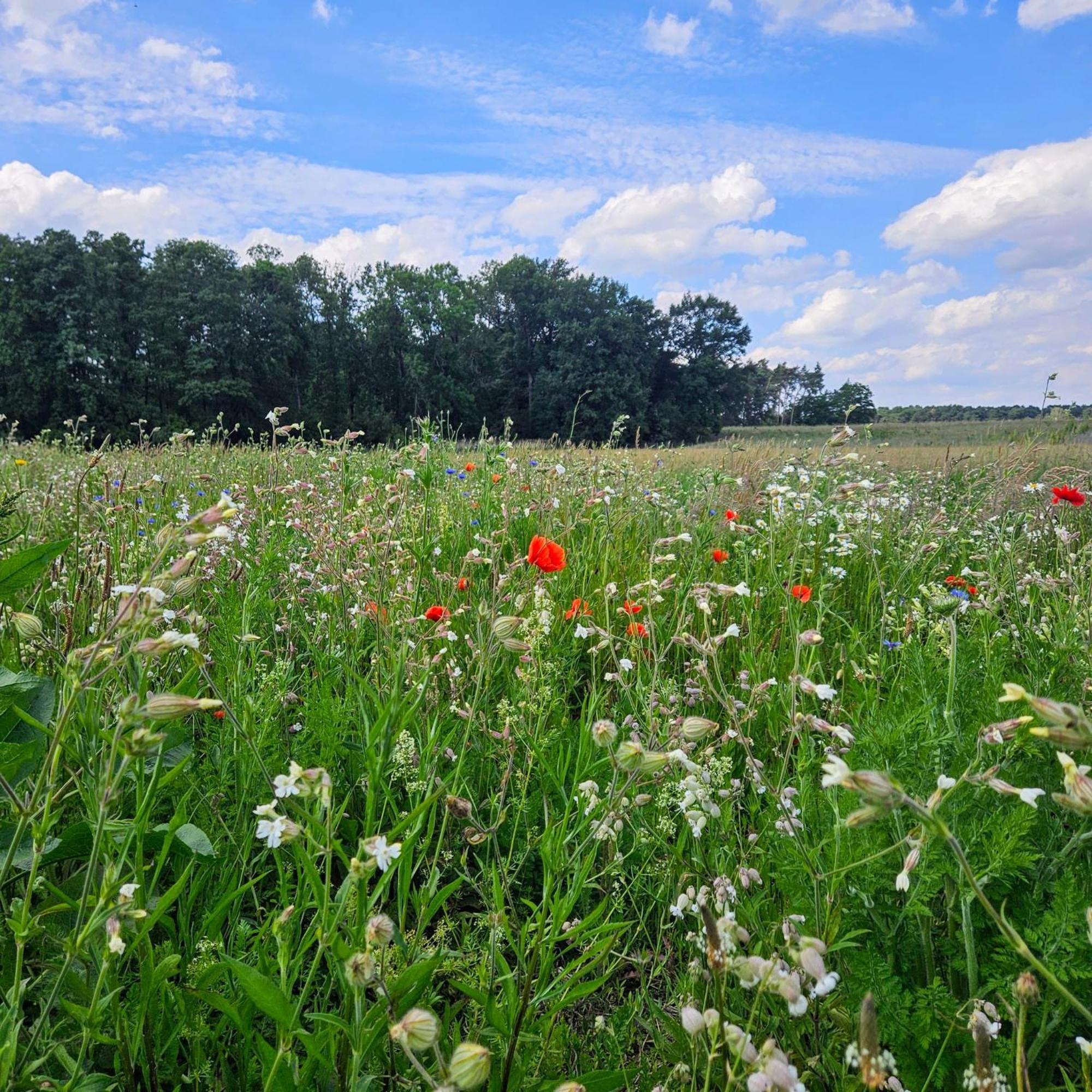 Landgut Voigtsmuehle Hotell Friedland  Exteriör bild
